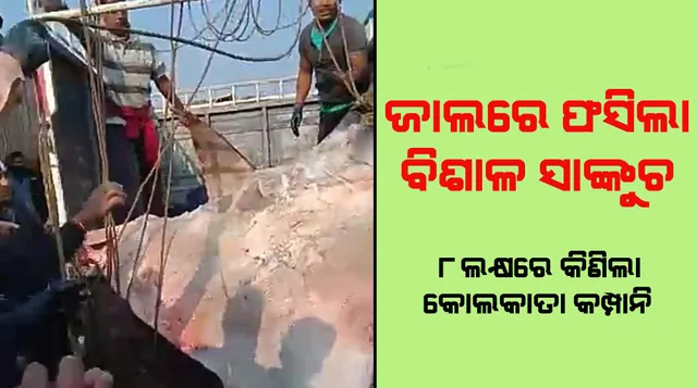 ଜାଲରେ ଫସିଲା ବିଶାଳକାୟ ସାଙ୍କୁଚ, ୮ ଲକ୍ଷ ଟଙ୍କାରେ କିଣିନେଲା କୋଲକତାର ମେରିନ୍‌ କମ୍ପାନି