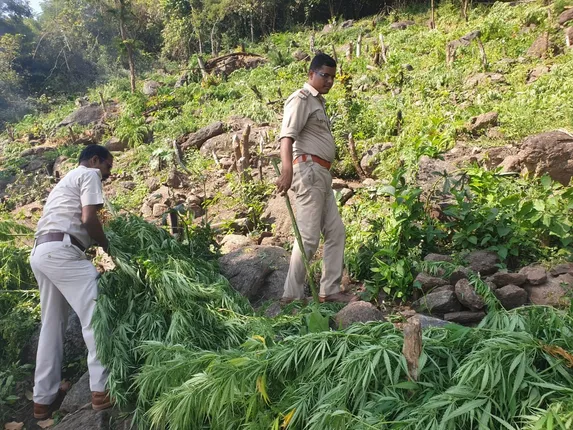 ପାଟପୁର: ୫ କୋଟିର ଗଞ୍ଜେଇ ଚାଷ ଉଜାଡ଼ିଲା ପୁଲିସ