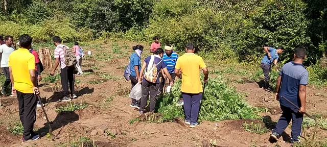 ବ୍ୟାପକ ପରିମାଣର ଗଞ୍ଜେଇ ଚାଷ ନଷ୍ଟ।