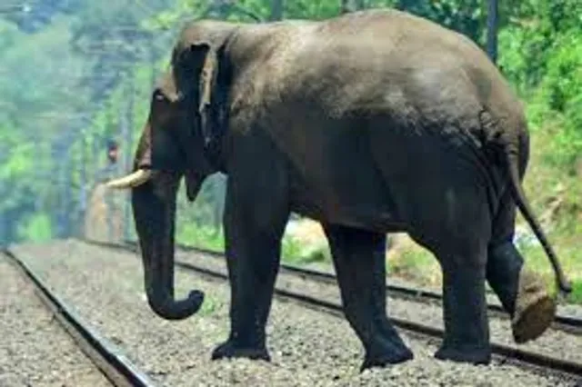 ଟ୍ରେନ୍‌ ଧକ୍କାରେ ୨ ହାତୀଙ୍କ ମୃତ୍ୟୁ ଘଟଣା: ବନ ବିଭାଗ ଓ ରେଳ ବିଭାଗର ସମନ୍ବୟ ବୈଠକ