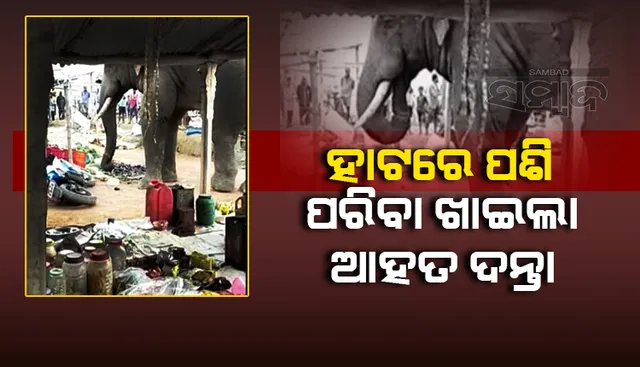 ଭିଡିଓ: ହାଟରେ ପଶି ପରିବା ଖାଇ ଚାଲିଗଲା ଆହତ ଦନ୍ତା, ଉପସ୍ଥିତ ଲୋକେ ଭୟରେ ଦୌଡ଼ିଲେ