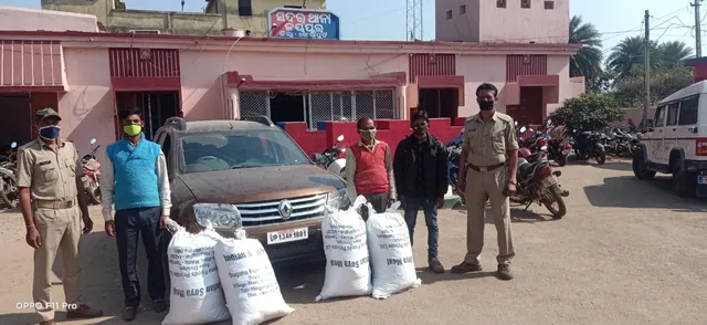 କଣଲୋଇ ସଂରକ୍ଷିତ ଜଙ୍ଗଲରେ ମିଳିତ ଚଢ଼ଉ, ୯୦ ଲକ୍ଷ ଟଙ୍କାର ଗଞ୍ଜେଇ ଗଛ ନଷ୍ଟ