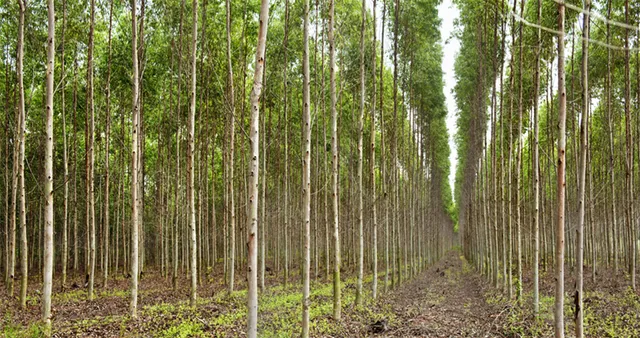 ସତରେ କ’ଣ ଜଙ୍ଗଲ ବଢୁଛି?