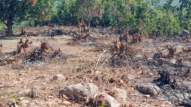 କନ୍ଧମାଳରୁ ଲୋପ ପାଇଯିବ ଶାଳ ଜଙ୍ଗଲ? ଜାଗା ଅକ୍ତିଆର ପାଇଁ ଅବାଧରେ ଗଛ କଟା