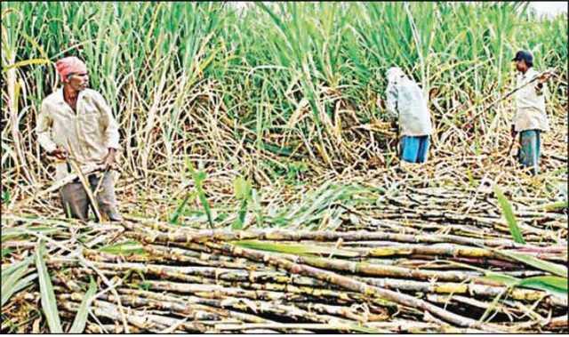 ଆଖୁ ଚାଷୀଙ୍କୁ ଲଲିପପ୍‌, ସହାୟକ ମୂଲ୍ୟ ୧୦ ଟଙ୍କା ବୃଦ୍ଧି ନେଇ ଅସନ୍ତୋଷ