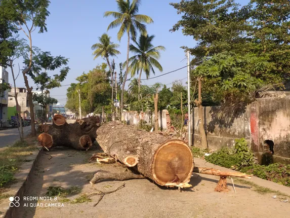 ରାସ୍ତା ସମ୍ପ୍ରସାରଣ, ନାଳ ନିର୍ମାଣ ଓ ବିଦ୍ୟୁତ ଖୁଣ୍ଟ ବାହାନାରେ କଟିଲାଣି ବଡ଼ବଡ଼ ଗଛ