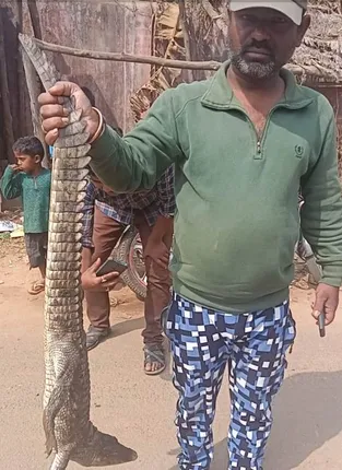 ପୋଖରୀରୁ ଉଦ୍ଧାର ହେଲା କୁମ୍ଭୀର; ଅଳ୍ପକେ ରକ୍ଷା ପାଇଗଲେ ଗ୍ରାମବାସୀ