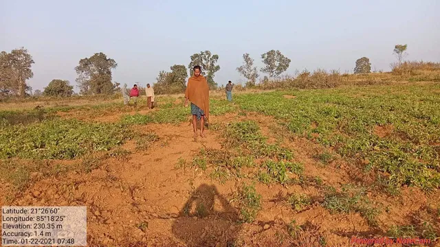 ହାତୀ ଉଜାଡ଼ିଲେ ଆଳୁ ଫସଲ