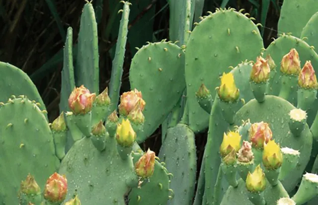 କଣ୍ଟକଶୂନ୍ୟ କ୍ୟାକ୍‌ଟସ୍‌!