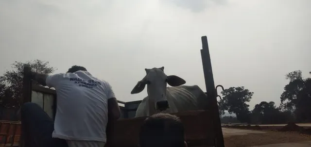 କେନ୍ଦୁଝର : ବଳଦ ବୋଝେଇ ପିକଅପ୍ ଜବତ, ଚାଳକ ଅଟକ