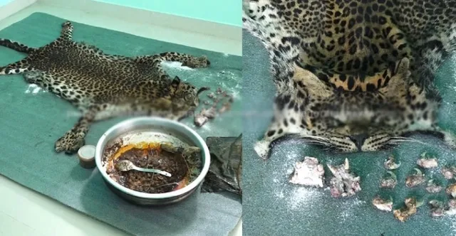 ଚିତାବାଘକୁ ଧରି ତାର ମାଂସ ରାନ୍ଧି ଖାଇବା ୫ସାଙ୍ଗଙ୍କୁ ମହଙ୍ଗା ପଡ଼ିଲା