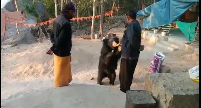 ମଣିଷ ଓ ଭାଲୁର ବନ୍ଧୁତା‌: ଜଙ୍ଗଲୀ ଭାଲୁ ମନ୍ଦିର ଆସି ମଣିଷ ହାତରୁ ପ୍ରସାଦ ଖାଉଛି