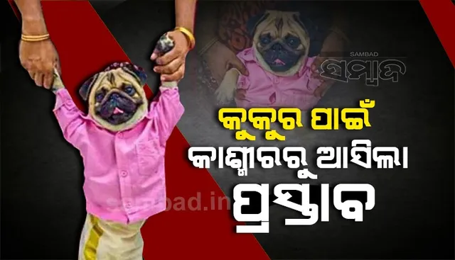 ମହିଳା ନିଜ ପୋଷା କୁକୁରକୁ ପିନ୍ଧାଇଲେ ବର ଭଳି ପୋଷାକ; କଶ୍ମୀରରୁ ଆସିଲା ପ୍ରସ୍ତାବ