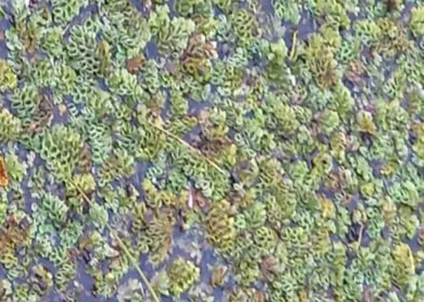 କୁଚିଣ୍ଡାର କୁଣ୍ଡେଶ୍ବର ଶିବ ମନ୍ଦିର ପଛପାଖ ନାଳରେ ଭାସୁଛି ଶବ