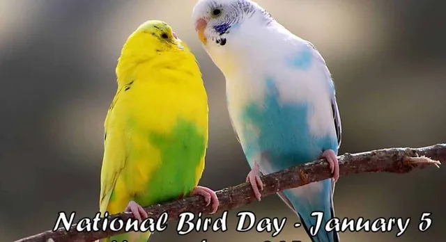 ପକ୍ଷୀ ଦିବସ ଆଜି