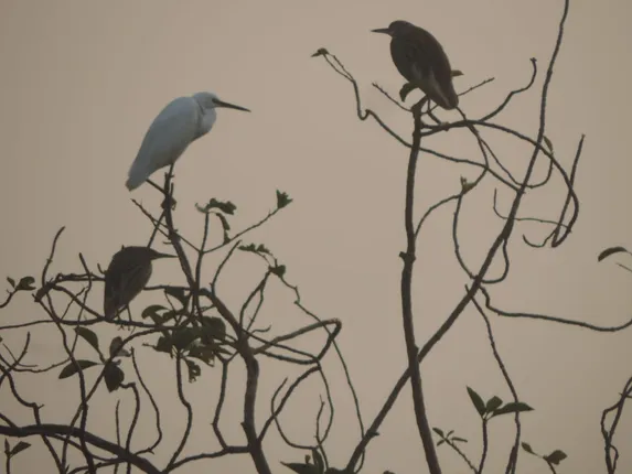 ଉତ୍ତର ଓ ଦକ୍ଷିଣ ଘୁମୁସର ବନଖଣ୍ଡରେ ପକ୍ଷୀ ଗଣନା  