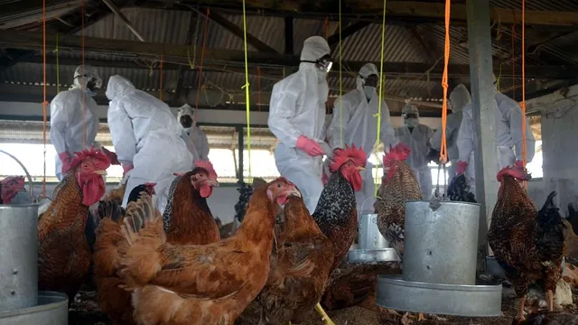 ଦେଶର ଏହି ୯ଟି ରାଜ୍ୟରେ ବାର୍ଡ ଫ୍ଲୁ ଦେଖା ଦେଇଥିବା ନିଶ୍ଚିତ ହୋଇଛି: ପ୍ରଧାନମନ୍ତ୍ରୀ ମୋଦୀ