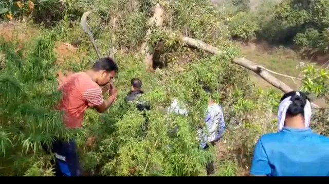 ପୁଲିସ ଓ ଅବକାରୀ ବିଭାଗ ଦ୍ଵାରା ୮ କୋଟି ଟଙ୍କାର ଗଞ୍ଜେଇ ଗଛ ନଷ୍ଟ 