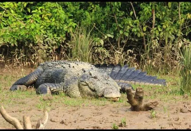 ଭିତରକନିକାରେ ବଢ଼ିଲା ବଉଳା କୁମ୍ଭୀର ସଂଖ୍ୟା; କନିକା ରେଞ୍ଜରେ ରହିଛନ୍ତି ଅଧିକ କୁମ୍ଭୀର