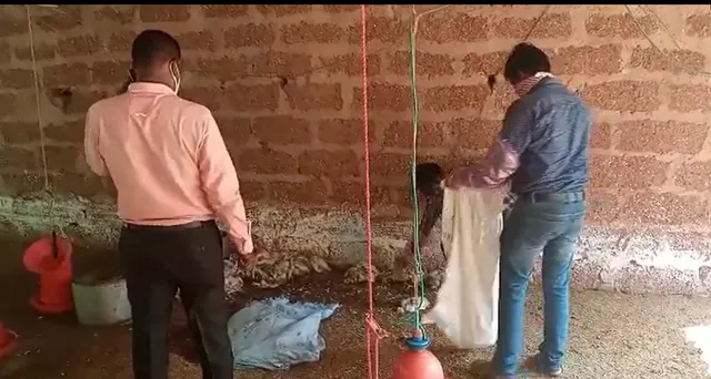 ବେଗୁନିଆ ଫାର୍ମରେ କୁକୁଡ଼ା ମଡ଼କ, ବାର୍ଡ ଫ୍ଲୁ ଆତଙ୍କ