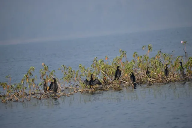 ସତୀଗୁଡା ଡ୍ୟାମରେ ୨୧୪୯ ପକ୍ଷୀଙ୍କ ଆଗମନ
