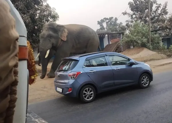 ୧୬ ନମ୍ବର ଜାତୀୟ ରାଜପଥରେ ଘଣ୍ଟାଏ ହାତୀ ବୁଲିଲେ, ଲୋକେ ଭୟଭୀତ