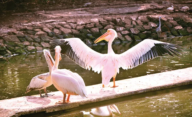 ନନ୍ଦନକାନନକୁ ବାର୍ଡଫ୍ଲୁ ଭୟ: ପର୍ଯ୍ୟଟକଙ୍କୁ ପକ୍ଷୀବିହାର ମନା