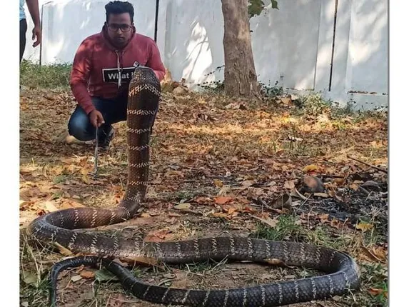 ୧୦ ଫୁଟିଆ ଅହିରାଜ ଉଦ୍ଧାର