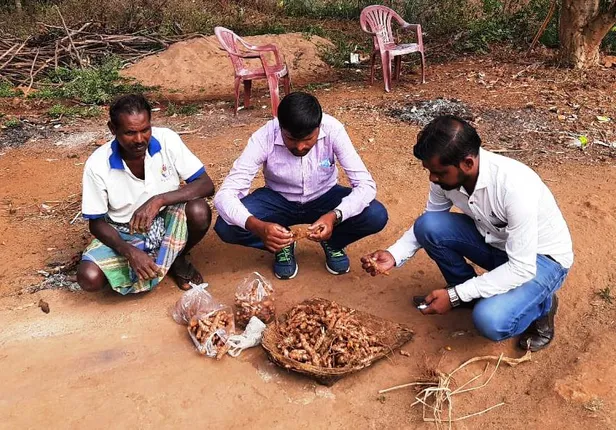 କାଶୀପୁର ହଳଦୀ ଯିବ ଦିଲ୍ଲୀ; ଜୈବିକ ପଦ୍ଧତିରେ ହୋଇଛି ଚାଷ, ବଢ଼ୁଛି ଚାହିଦା