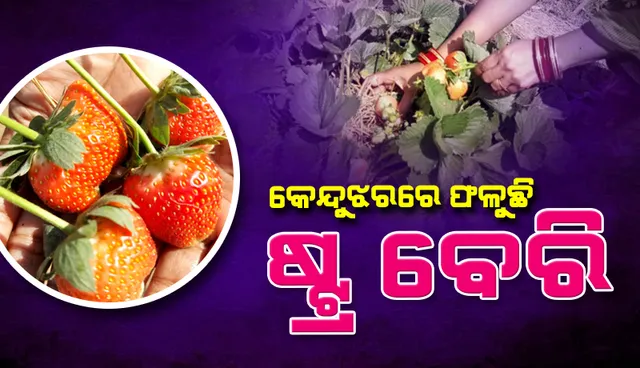 ନୂଆ ସମ୍ଭାବନା : କେନ୍ଦୁଝରରେ ଫଳୁଛି ସ୍ବାଦିଷ୍ଟ ଷ୍ଟ୍ର ବେରି