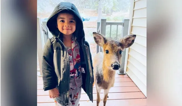 ଖେଳିବାକୁ ଯାଇ ଶିଶୁ ଘରକୁ ଫେରିଲା ବେଳେ ସାଥୀରେ ନେଇ ଆସିଥିଲା ହରିଣ ଛୁଆ: ମା’ ଦେଖି ‌ହେଲେ ଆଶ୍ଚର୍ଯ୍ୟ