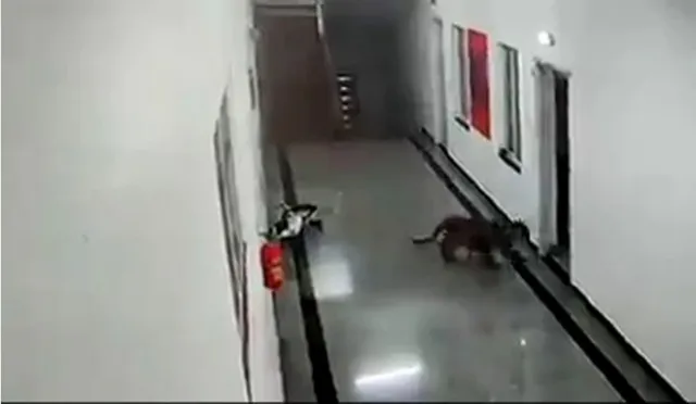 ମେଡିକାଲ କଲେଜ ହଷ୍ଟେଲରେ ବାଘ ବୁଲୁଥିବା ଦେଖି ଆଇପିଏସ କହିଲେ ଏଭଳି କଥା…