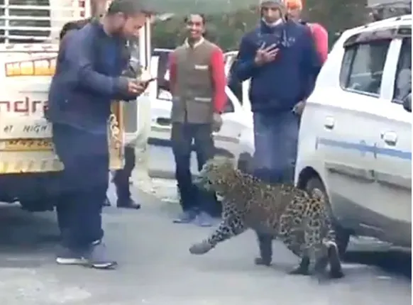 ରାସ୍ତାରେ ବୁଲୁଛି ଚିତାବାଘ; ଲୋକେ ନିର୍ଭୟରେ ‌ଉଠାଉଛନ୍ତି ଫଟୋ