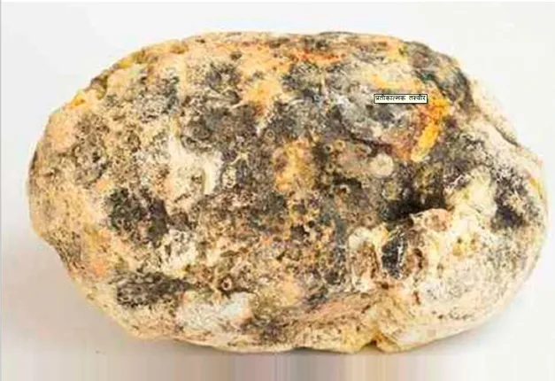 ମାଛର ବାନ୍ତି ବଦଳାଇ ଦେଲା ଯୁବକଙ୍କ ଜୀବନ