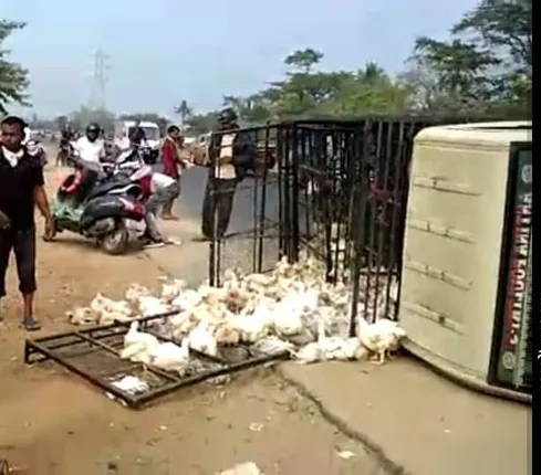 ନିୟନ୍ତ୍ରଣ ହରାଇ ଓଲଟିଲା ଟାଟାଏସ: ୫୦୦ ବଏଲର କୁକୁଡ଼ା ମୃତ