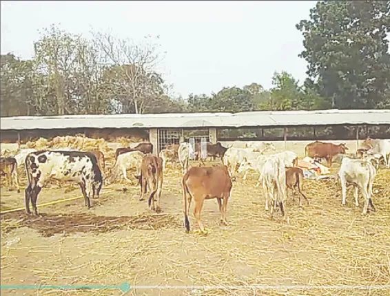 ବଡ଼ ଧରଣର ଗୋ’ ଚାଲାଣ ଯୋଜନା ପଣ୍ଡ, ୧୦୩ ଗୋରୁ ଉଦ୍ଧାର, ୬ ପିକ୍‌-ଅପ୍‌ ଭ୍ୟାନ୍‌ ଜବତ 