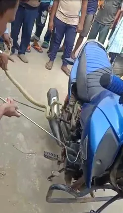 ବାଇକ ସିଟ ତଳୁ ବାହାରିଲା ୪ ଫୁଟିଆ ନାଗ