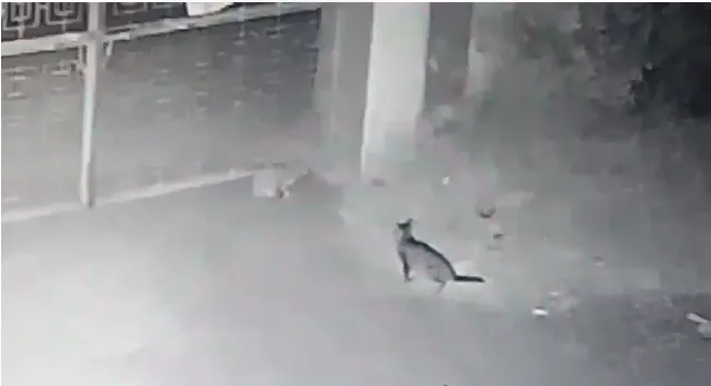 ଆମପାଣି ଥାନା ପରିସରକୁ ପଶିଲେ ଦୁଇ ବାଘଛୁଆ, ସିସିଟିଭିରେ କଏଦ ହେଲା ଦୃଶ୍ୟ