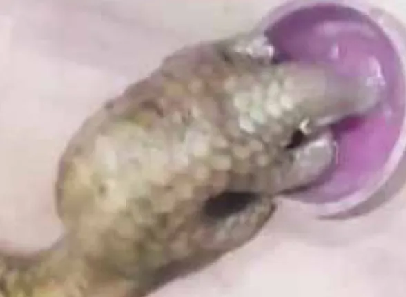 ଆଠଗଡ଼ ବଜ୍ରକାପ୍ତାକୁ ନେଇ ଟୁଇଟ୍‌ କ‌େଲ ପ୍ରକାଶ ଜାଭଡ଼େକର