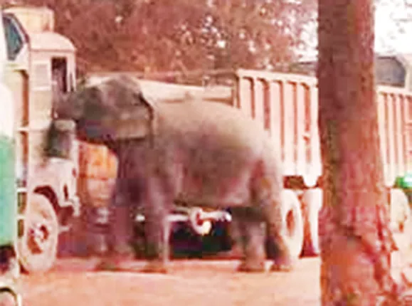 ମୋତେ ଖାଦ୍ୟ ଦିଅ : ଖାଦ୍ୟ ପାଇଁ ରାଜରାସ୍ତା ଉପରେ ଗଜରାଜ