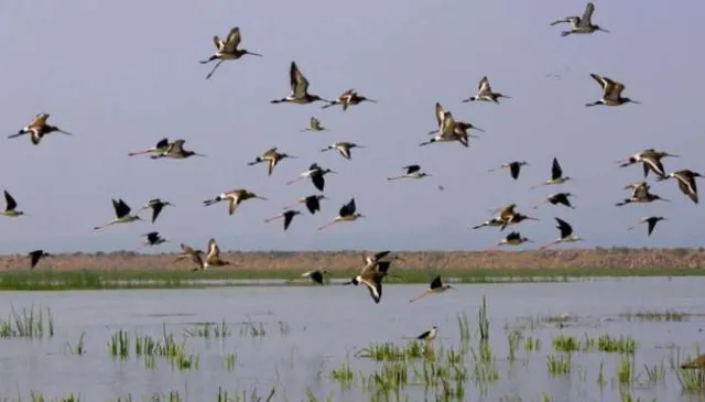 ପୁରୀ ଜିଲ୍ଲାର ବ୍ରହ୍ମଗିରି ରେଞ୍ଜରେ ପକ୍ଷୀ ଗଣନା ଆରମ୍ଭ