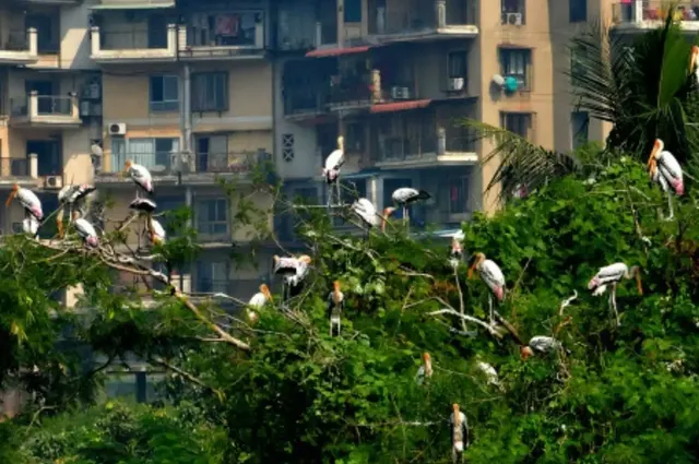 ‘ବାର୍ଡ ଫ୍ଲୁ’ ପରିସ୍ଥିତି ସମୀକ୍ଷା ଲାଗି ଦିଲ୍ଲୀରେ ହେବ କଣ୍ଟ୍ରୋଲ୍‌ ରୁମ୍‌; ‘ମନିଟରିଙ୍ଗ୍‌ ପାନେଲ୍‌’ ପାଇଁ ରାଜ୍ୟମାନଙ୍କୁ କହିଲେ କେନ୍ଦ୍ର ସରକାର