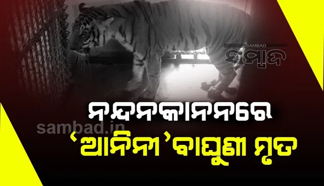 ନନ୍ଦନକାନନରେ ୬ବର୍ଷର ବାଘୁଣୀ ‘ଆନିନୀ’ ମୃତ