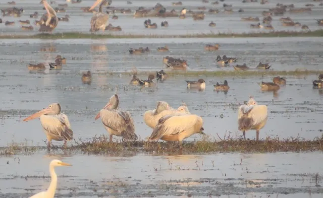 ବ୍ରହ୍ମପୁର ବନମଣ୍ଡଳରେ ୯୫ ପ୍ରଜାତିର ୨୪ହଜାର ୨୯୮ ପକ୍ଷୀ