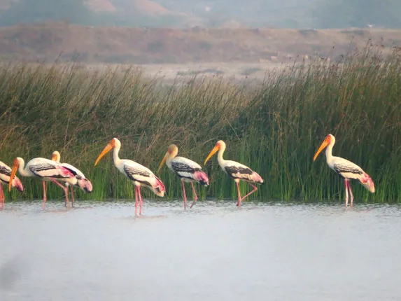 ଏବର୍ଷ ବଢ଼ିଛନ୍ତି ବିଦେଶାଗତ ପକ୍ଷୀ