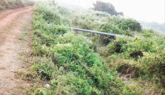 ୧୫ ବର୍ଷ ହେଲା ବୃଦ୍ଧଙ୍ଗ କେନାଲ ଶୁଖିଲା, ଜଙ୍ଗଲ ପାଲଟିଲାଣି ଶାଖା ଓ ଉପଶାଖା କେନାଲ୍‌