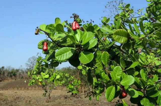 କେନ୍ଦ୍ରାପଡ଼ା : କିଏ ଖାଇଗଲା ୨୮ଶହ କାଜୁ ଗଛ, ଦୁର୍ନୀତିର ପ୍ରମାଣ ପରେ ବି କାର୍ଯ୍ୟାନୁଷ୍ଠାନ ଶୂନ