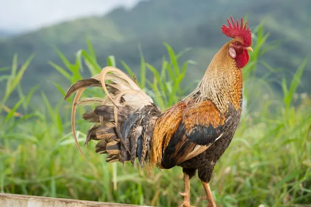 କୁକୁଡ଼ା ଦ୍ୱୀପ