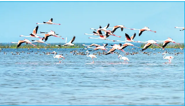 କମି କମି ଯାଉଛି ଚିଲିକା ଆୟୁଷ!