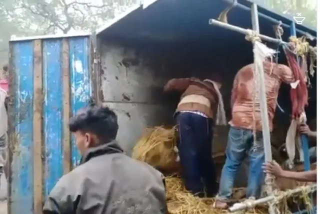 ବେଆଇନ ଗୋଚାଲାଣ ବେଳେ ୬ଟି ପିକ୍ଅପରୁ ୧୦୧ଟି ଗୋରୁ ଉଦ୍ଧାର, ୭ ଅଟକ